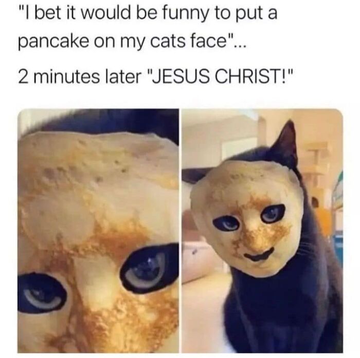 Funny-Kitty-Litterposting-Pictures