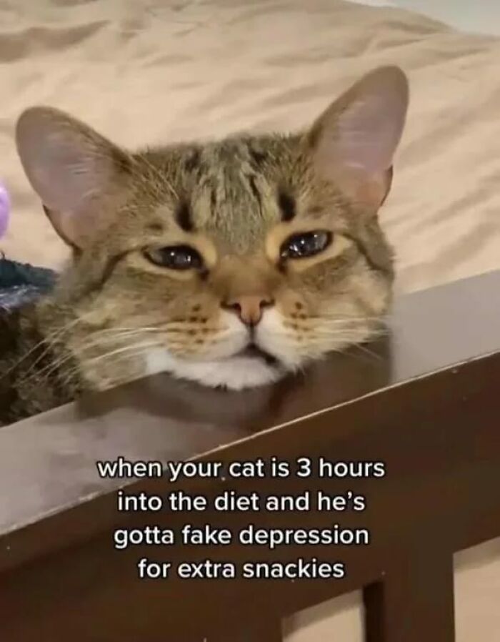 Funny-Kitty-Litterposting-Pictures