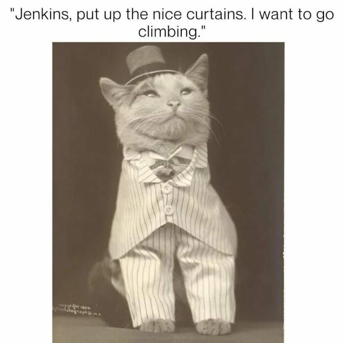 Funny-Kitty-Litterposting-Pictures