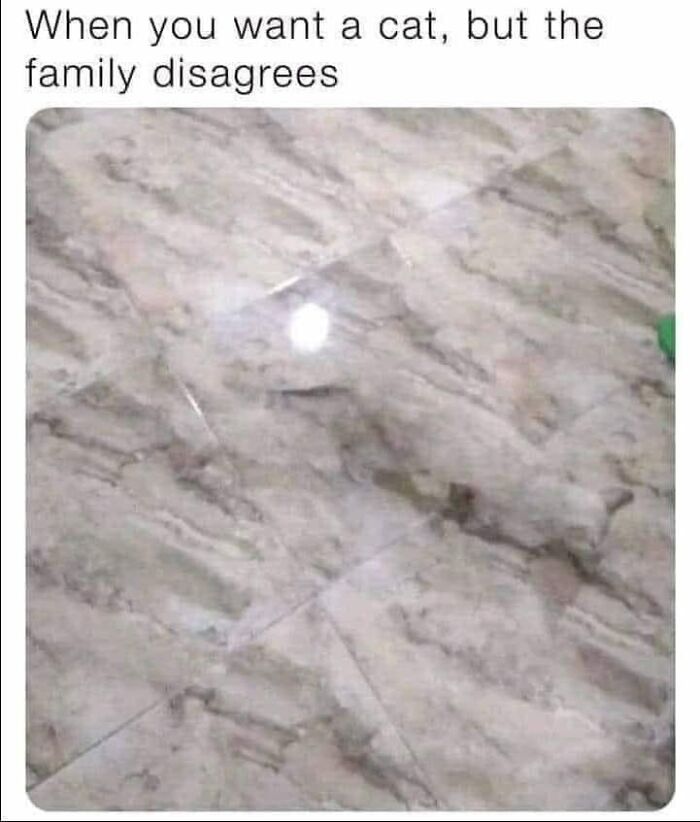 Funny-Kitty-Litterposting-Pictures