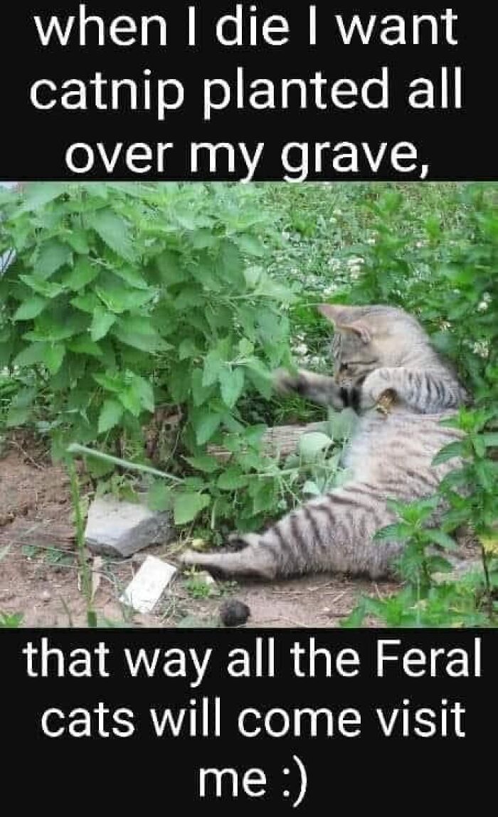 Funny-Kitty-Litterposting-Pictures