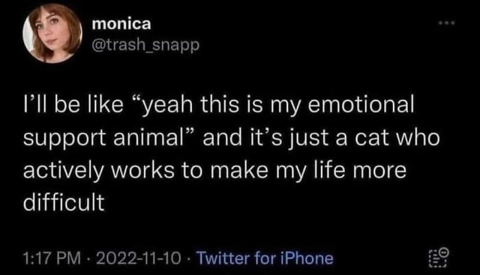 Funny-Kitty-Litterposting-Pictures