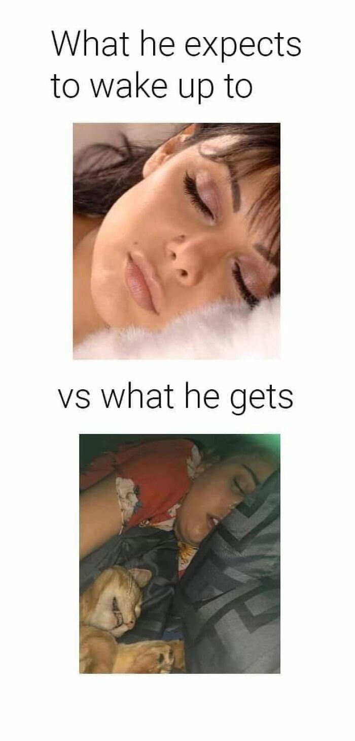 Funny-Kitty-Litterposting-Pictures