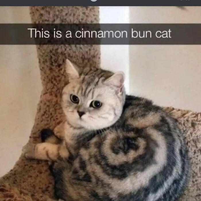 Funny-Kitty-Litterposting-Pictures