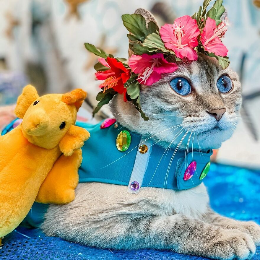 Meet Princess Cecily, The Cat Who, Because Of Her Physical Disability, Became A Fashionista