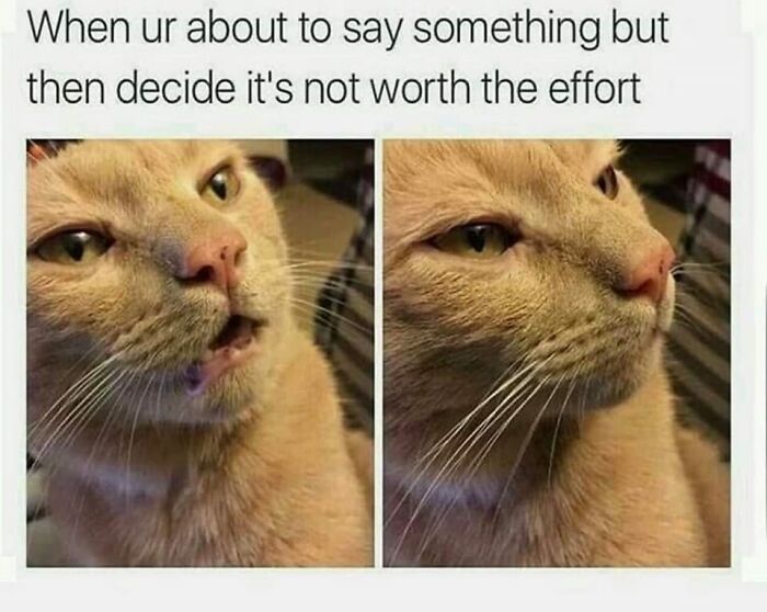 Funny-Kitty-Litterposting-Pictures