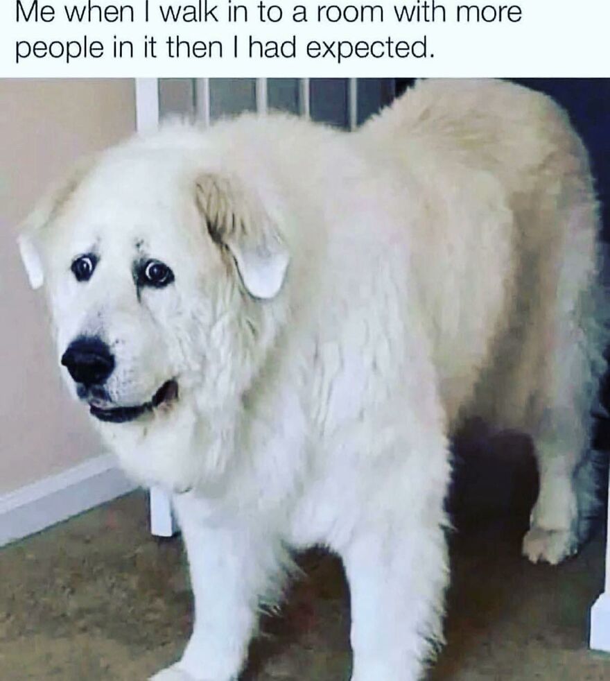 Relatable-Introvert-Problems-Pics