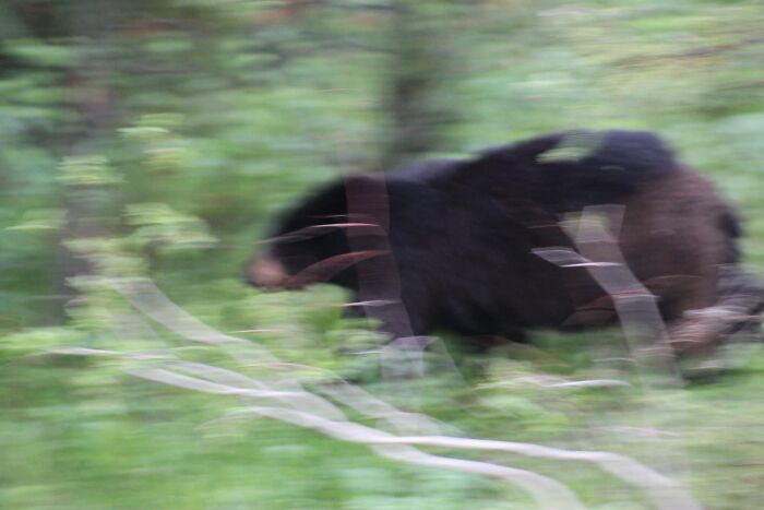 Wild Bear In Yellowstone I Checked My Pictures And They All Came Out Like This