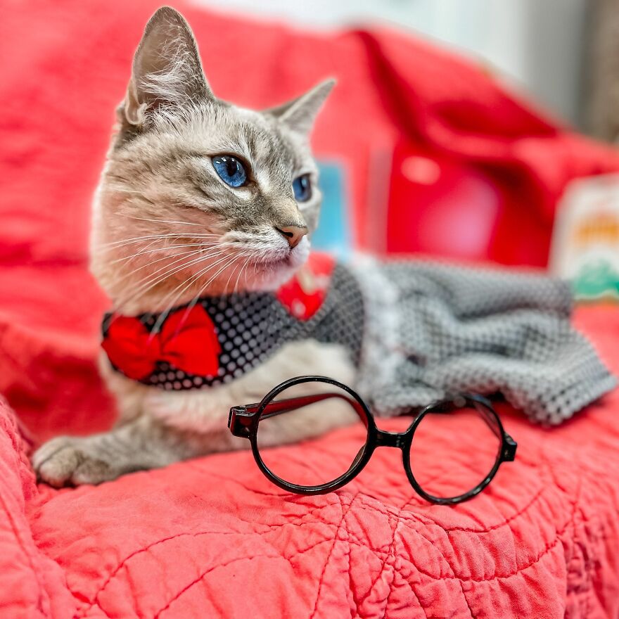 Meet Princess Cecily, The Cat Who, Because Of Her Physical Disability, Became A Fashionista