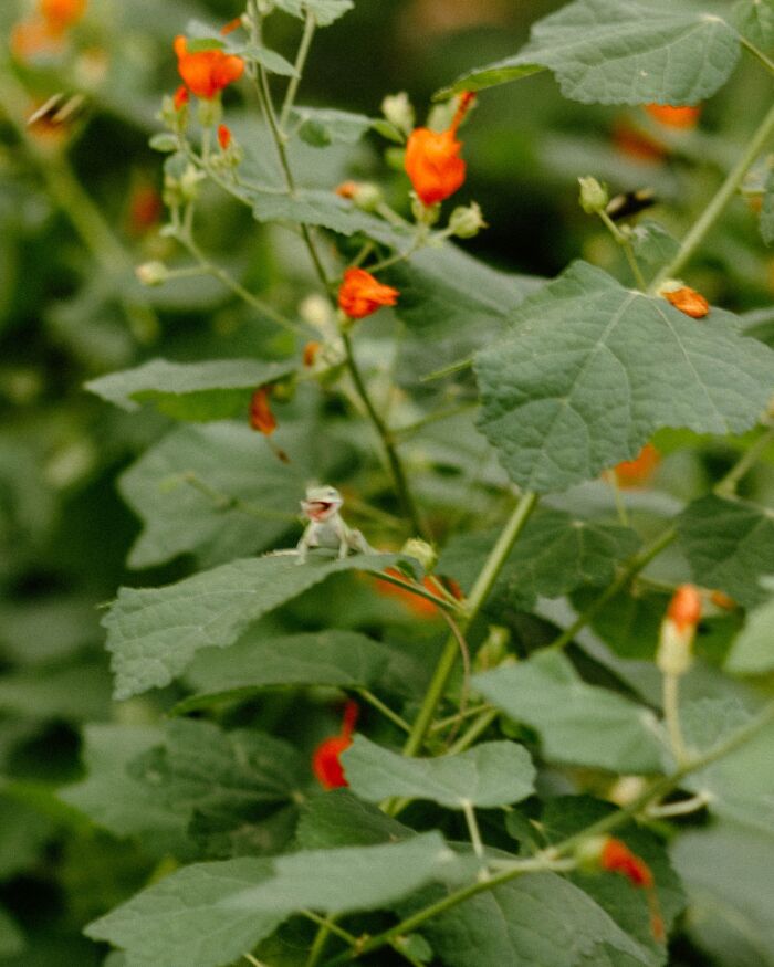 Captured A Really Awesome Moment Of A Lizard Capturing A Bug. Except You Wouldn't Know Because I Was So Excited I Couldn't Hold My Hand Still