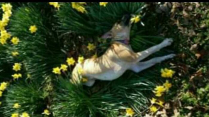 Tegan Rolling In The Daffodils
