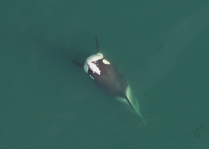 "Hoy aprendí": 25 nuevos datos fascinantes que no te enseñan en la escuela