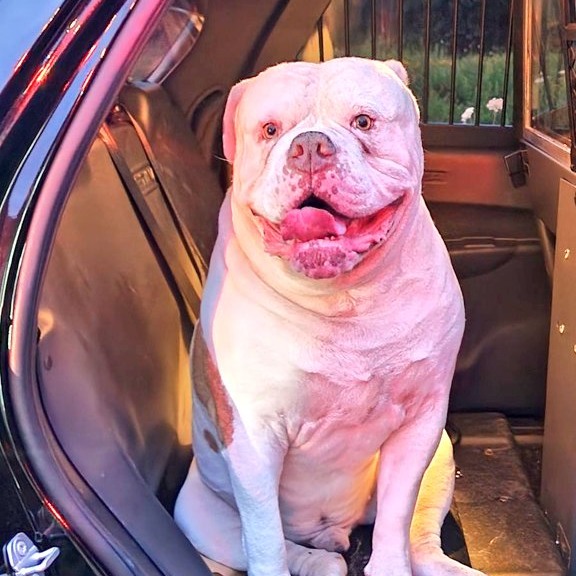 Heartwarming Story Of Dog Rescuing His Family From Fire Heartwarming Story Of Dog Rescuing His Family From Fire