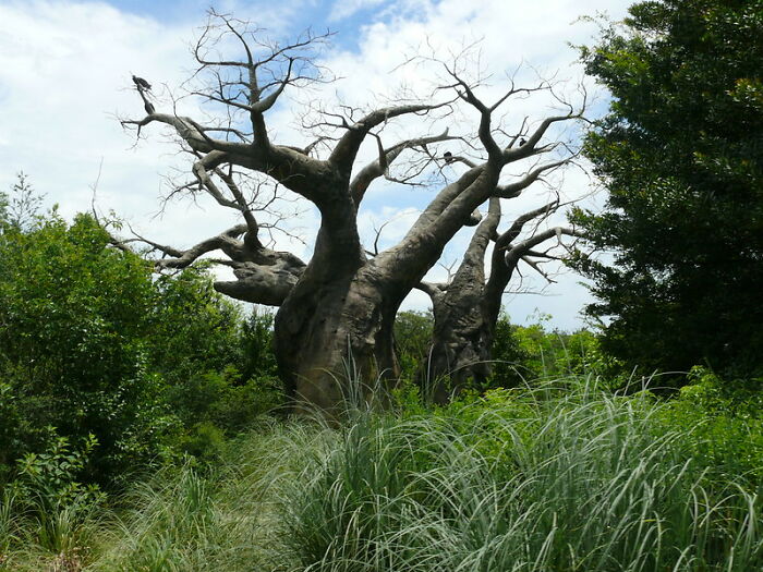 50 Little-Known Disney World Facts To Intrigue Or Concern