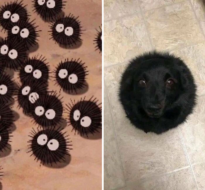 Studio Ghibli meme featuring soot sprites and a dog resembling them.