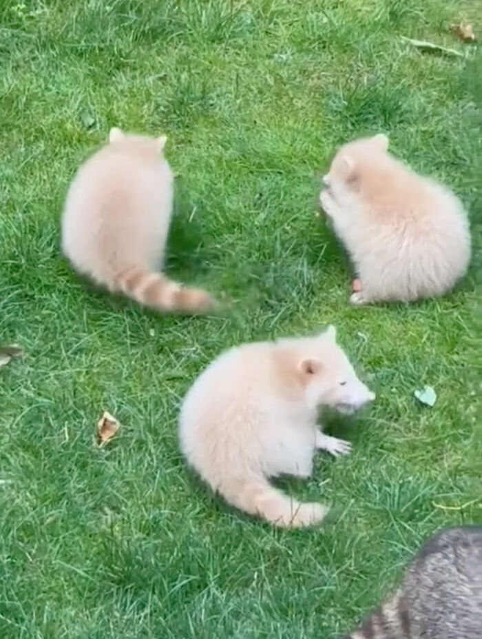 Watch Mama Raccoon Bringing Albino Babies To Her Favorite People