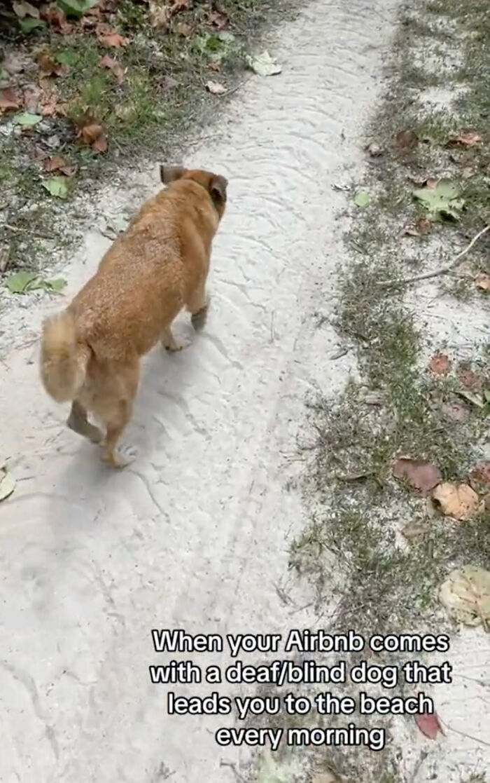 TikToker Gets Airbnb With Adorable Deaf and Blind Dog Who Guides Guests To The Beach TikToker Gets Airbnb With Adorable Deaf and Blind Dog Who Guides Guests To The Beach