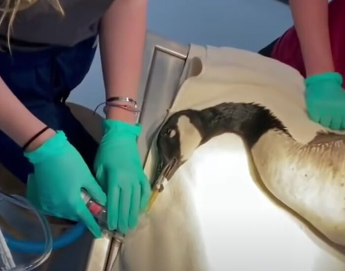 Este ganso llamó a la puerta del centro veterinario donde estaban operando a su pareja, exigiendo verla