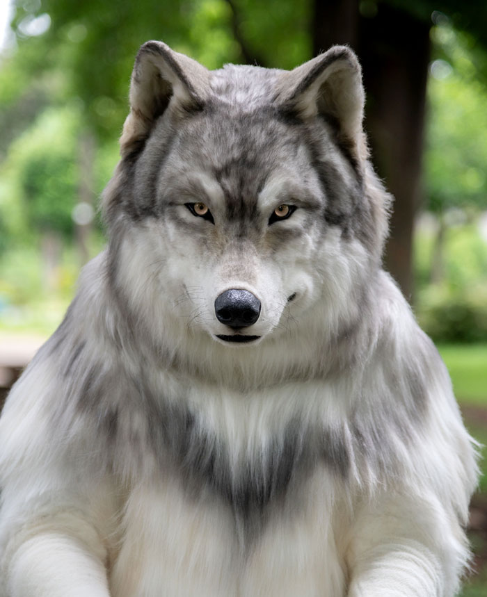 “I Feel I’m No Longer Human”: Man Spends $23,000 To Transform Into A Wolf “I Feel I’m No Longer Human”: Man Spends $23,000 To Transform Into A Wolf