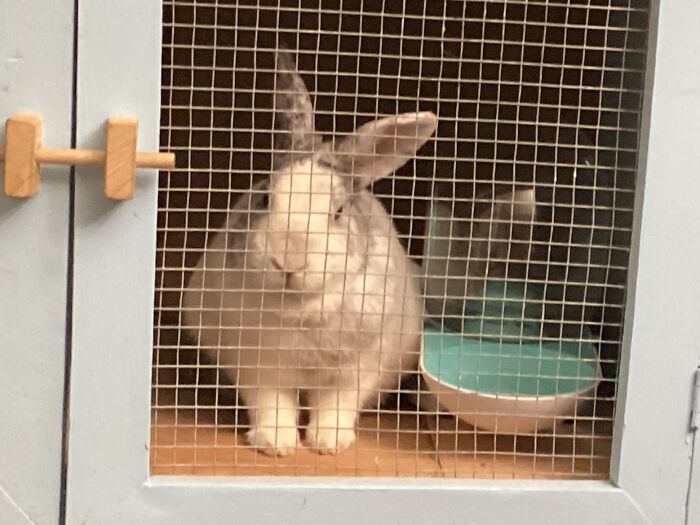 Chunky Triangle With The Look Of Judgement (Yes My Bun Does Judge People)