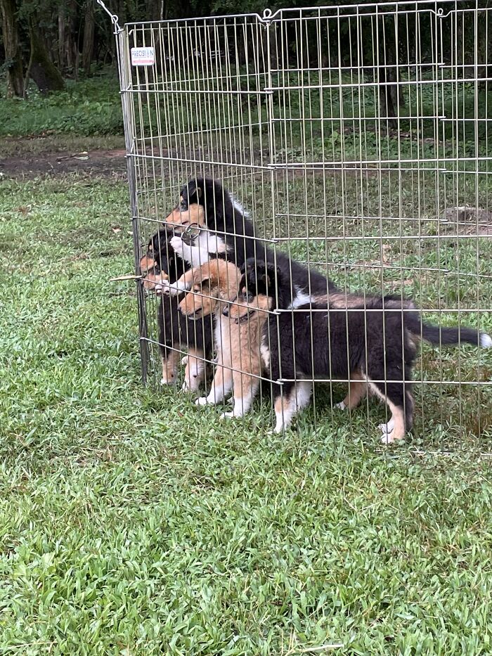 These Little Gremlins