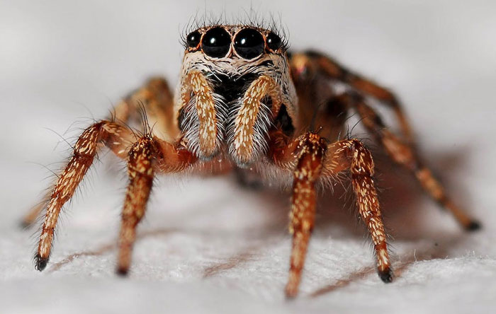 Close-up of a jumping spider with detailed eyes and legs illustrating annoying facts and urban legends myths.
