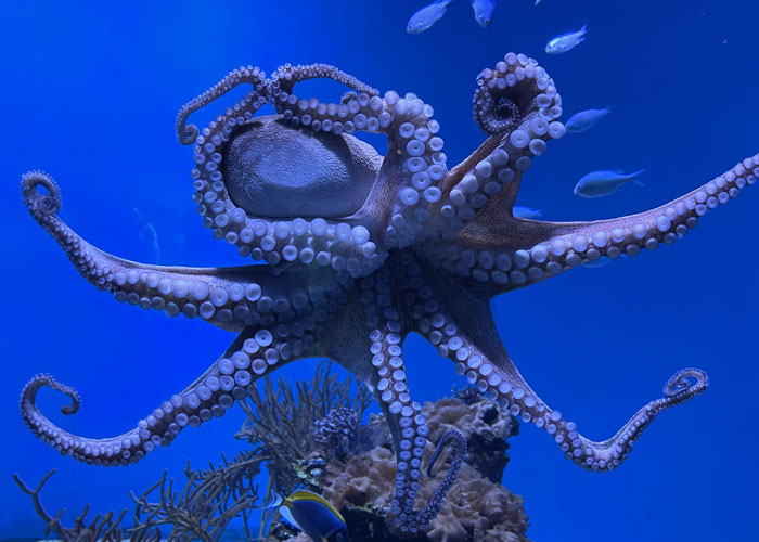 "Hoy aprendí": 25 nuevos datos fascinantes que no te enseñan en la escuela