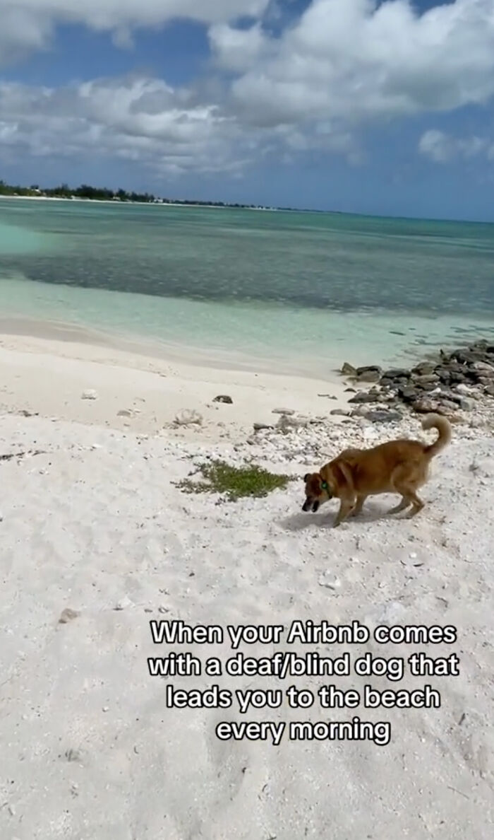 TikToker Gets Airbnb With Adorable Deaf and Blind Dog Who Guides Guests To The Beach TikToker Gets Airbnb With Adorable Deaf and Blind Dog Who Guides Guests To The Beach