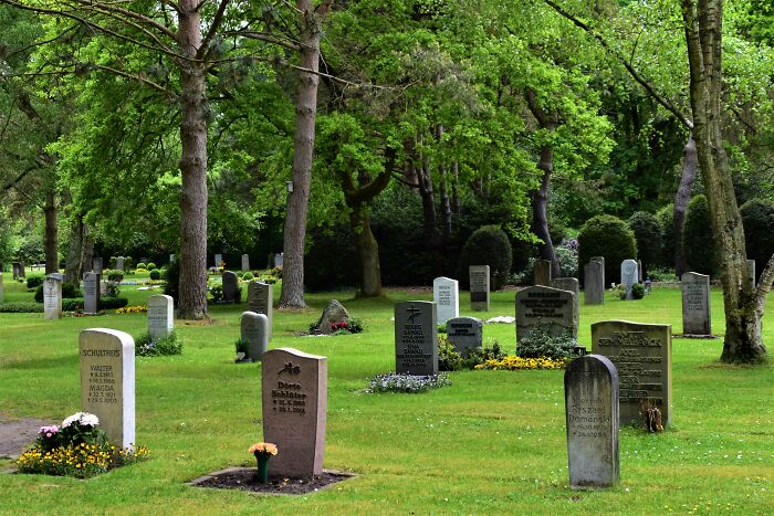 Graveyard scene with tombstones and lush green trees illustrating the limits of human stupidity in a humorous context.