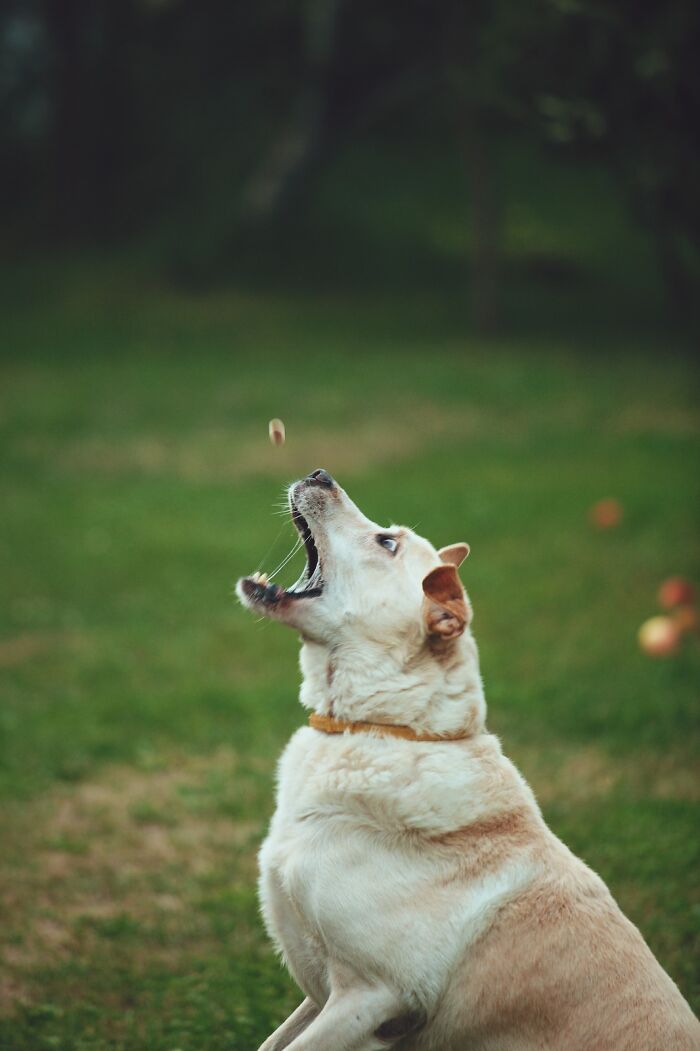 Chomp Forrest, Chomp!