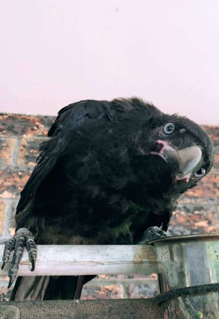 Extraordinary Tale Of A Rescued Baby Raven&rsquo;s Affectionate Mornings With His New Mom