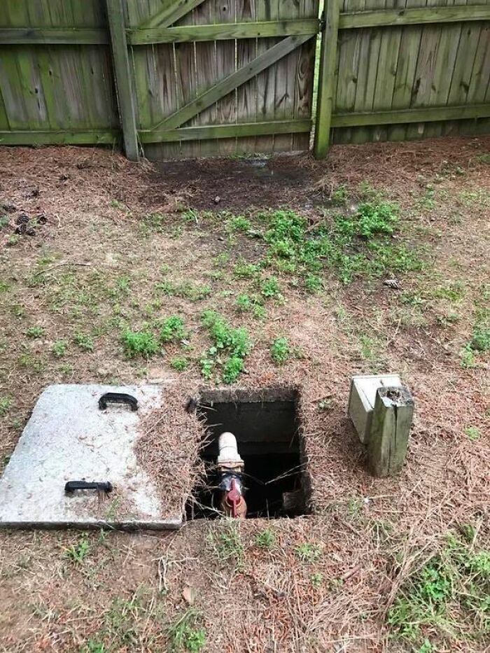 Tanque séptico que parece Rafiki de El rey león