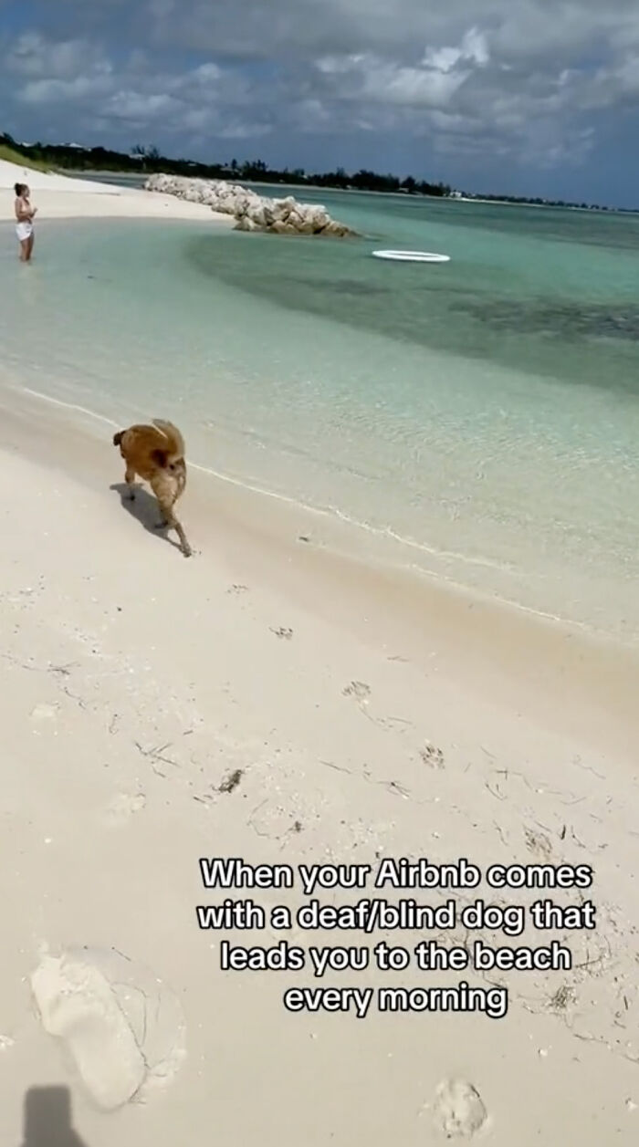 TikToker Gets Airbnb With Adorable Deaf and Blind Dog Who Guides Guests To The Beach TikToker Gets Airbnb With Adorable Deaf and Blind Dog Who Guides Guests To The Beach