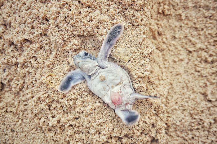 Green Turtles: The Little "Wanderers" In The Middle Of The Ocean Green Turtles: The Little "Wanderers" In The Middle Of The Ocean