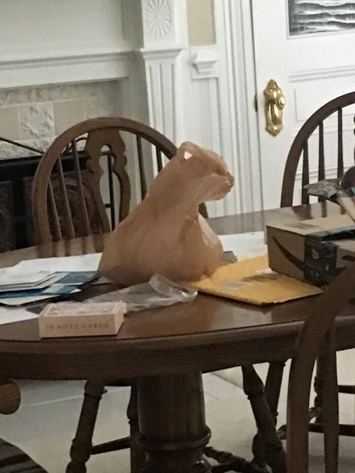 Bolsa de plástico que parece un gato