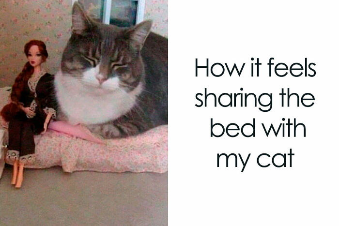 Funny cat sitting next to a doll on a small bed, captioned "How it feels sharing the bed with my cat."
