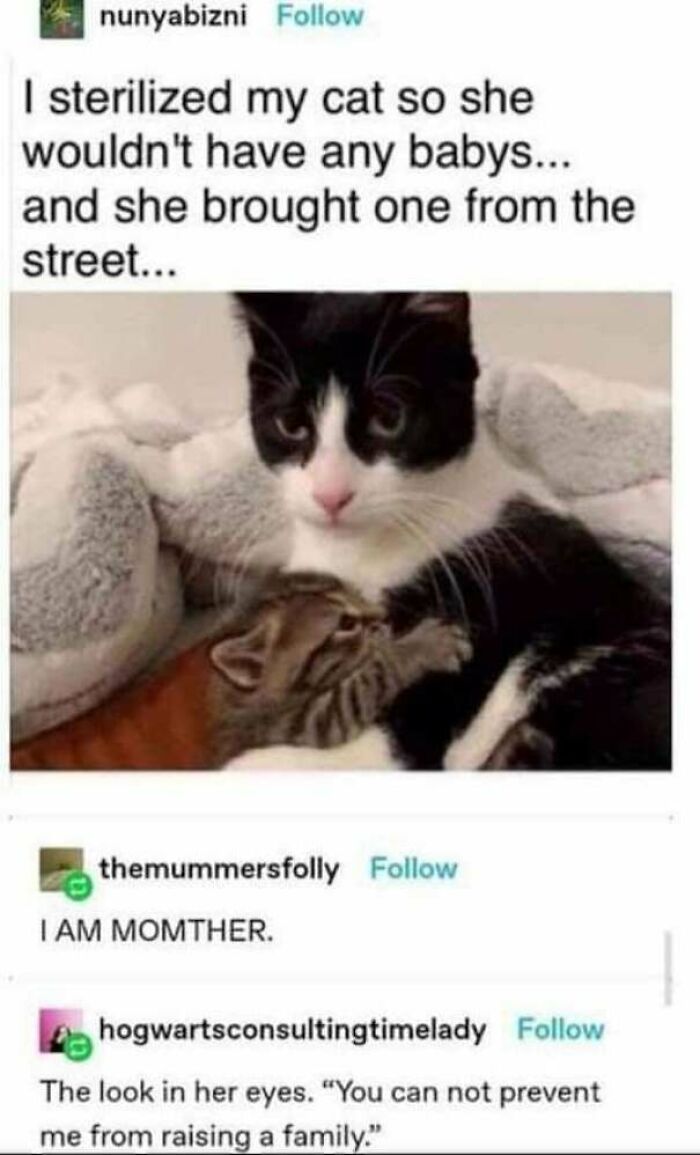 Funny cat photo of a black and white cat cuddling a kitten, humorously captioned about her adopting a baby.