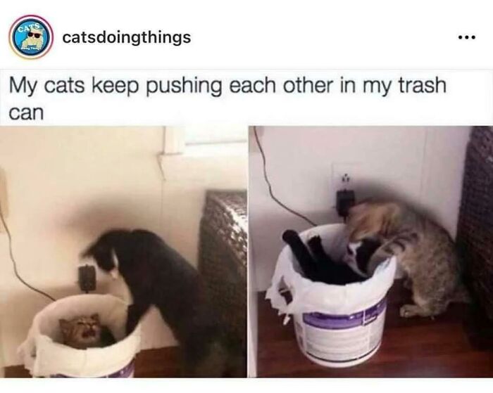 Two funny cats playfully pushing each other inside a trash can.
