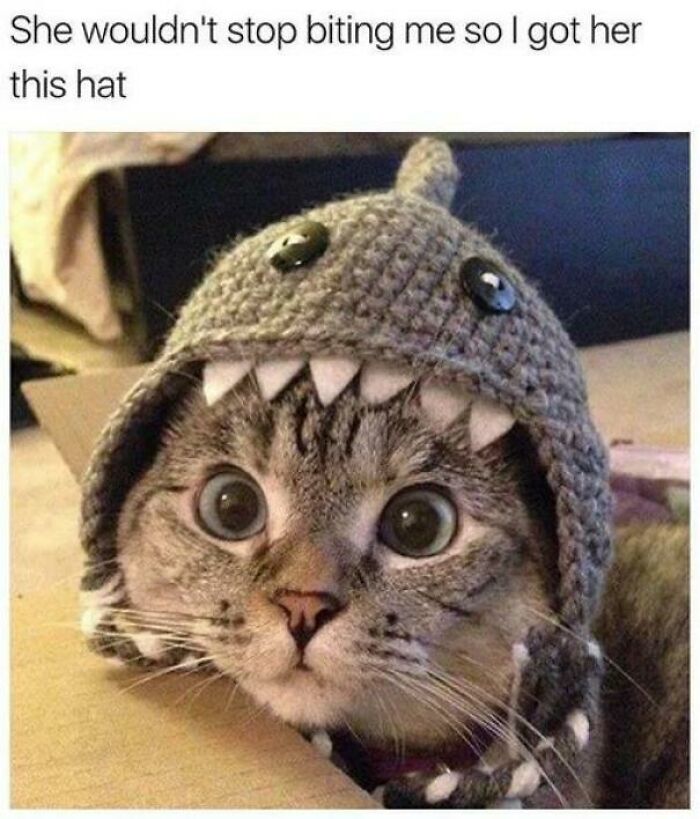 Funny cat wearing a knit shark hat with wide eyes.