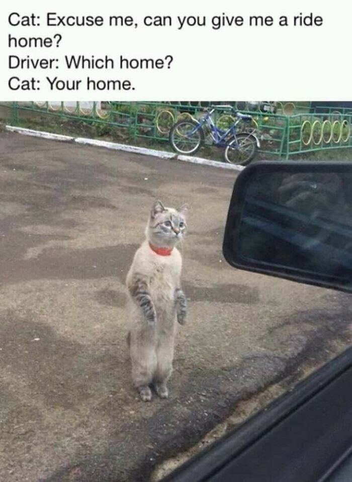 Funny cat standing outside a car window appearing to ask for a ride home.