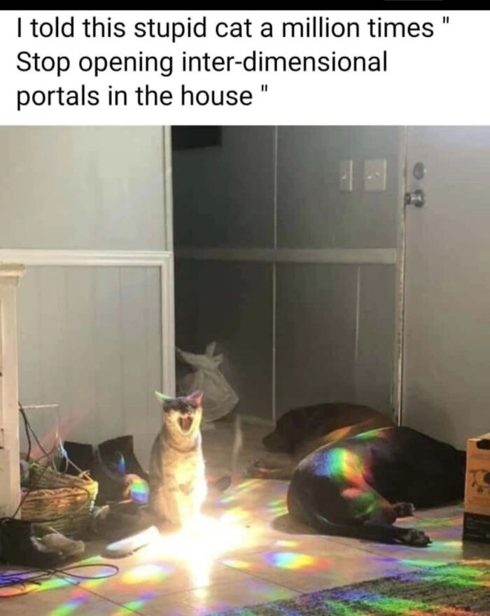 Funny cat sitting in sunlight surrounded by rainbow reflections, looking like it's opening a portal.