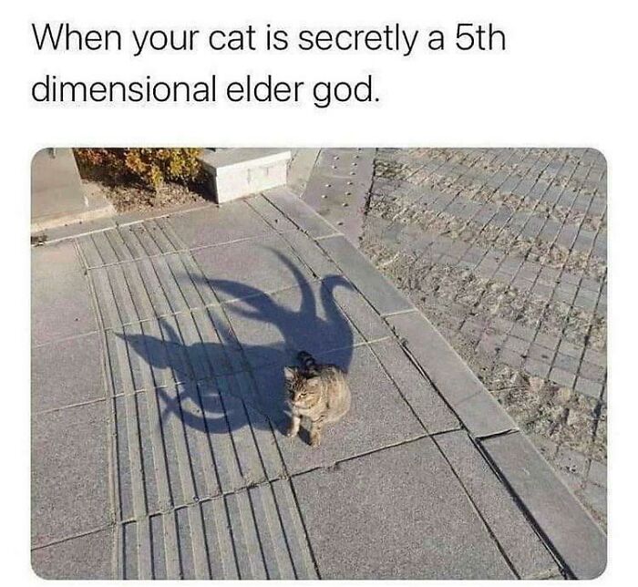 Funny cat photo with a shadow resembling a mythical creature, adding a humorous twist to cat imagery.