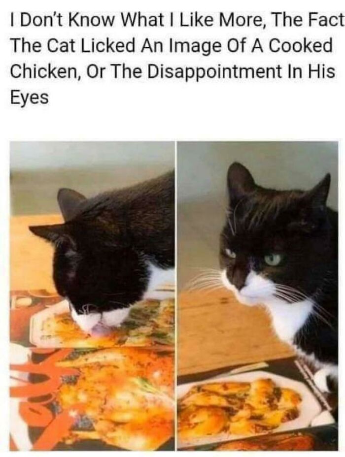 Funny cat licking a picture of food, looking disappointed.