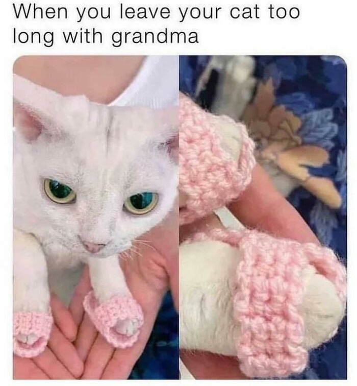 Funny cat wearing tiny pink knitted slippers.