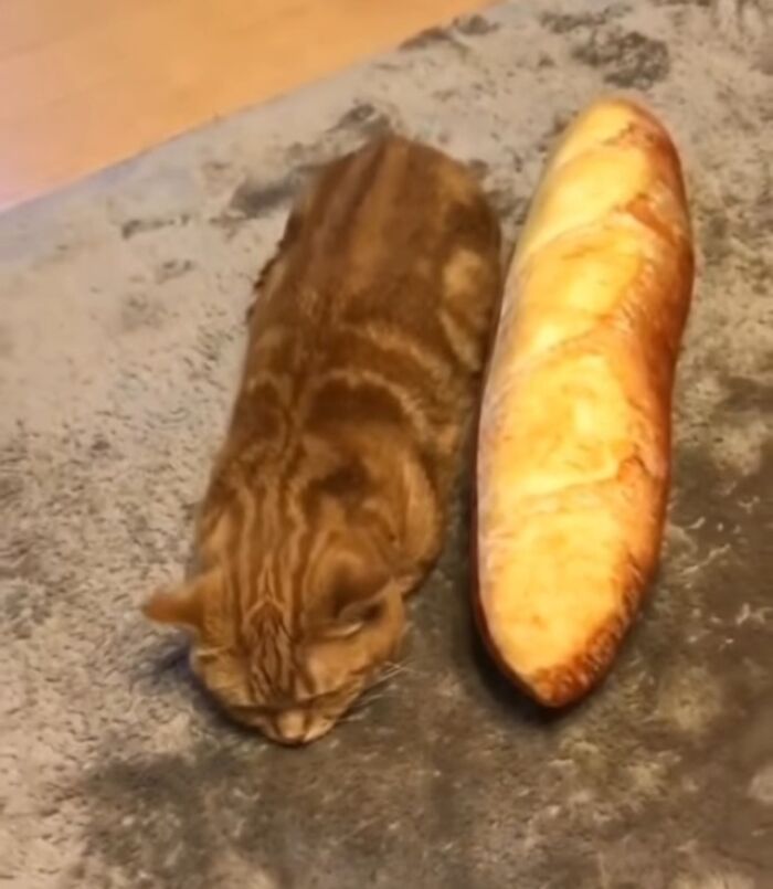 Finding-Baguettes-In-Unusual-Places