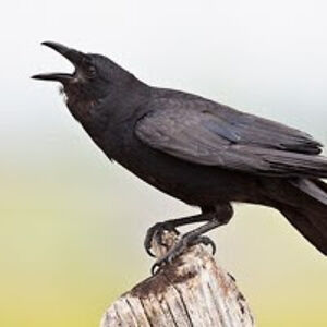 crow_1 avatar