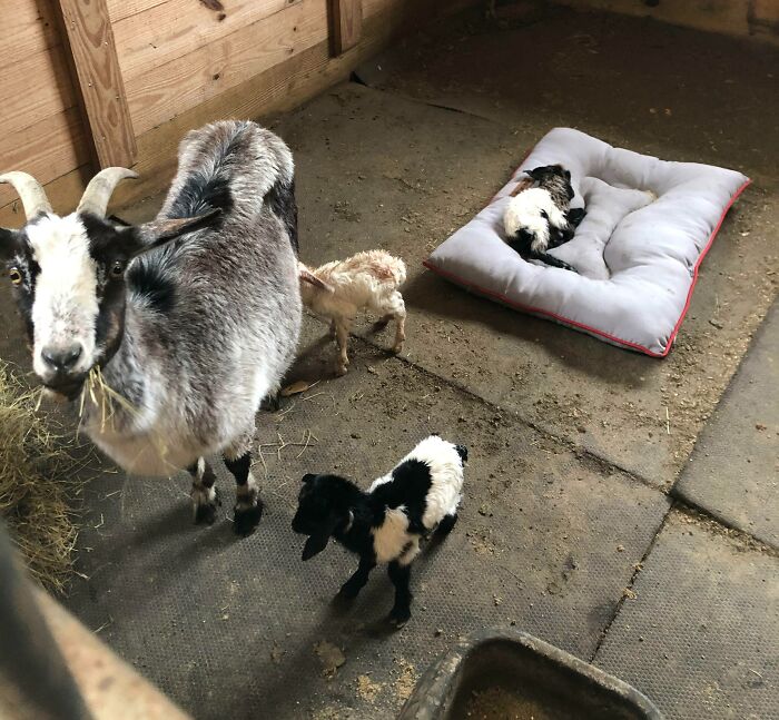 Buen trabajo, mamá. No esperábamos 3 cabritillos