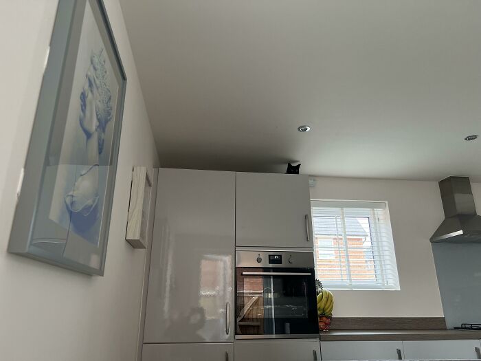Heard A Noise In The Kitchen Whilst Sat Reading. I Don’t Own A Cat