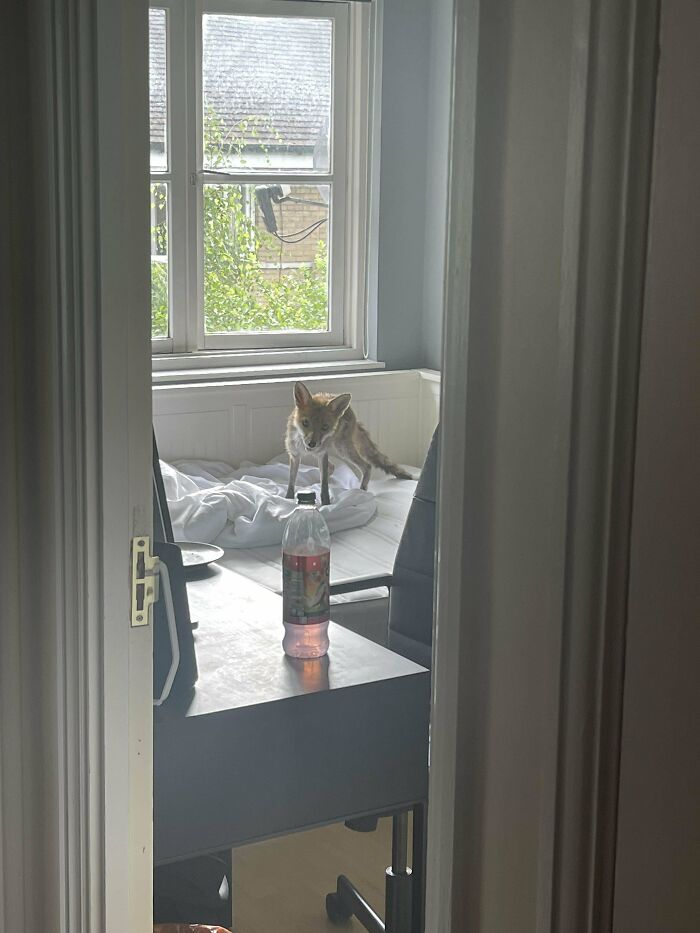 So There’s A Fox In My Upstairs Bedroom. Not Entirely Sure How It Got In