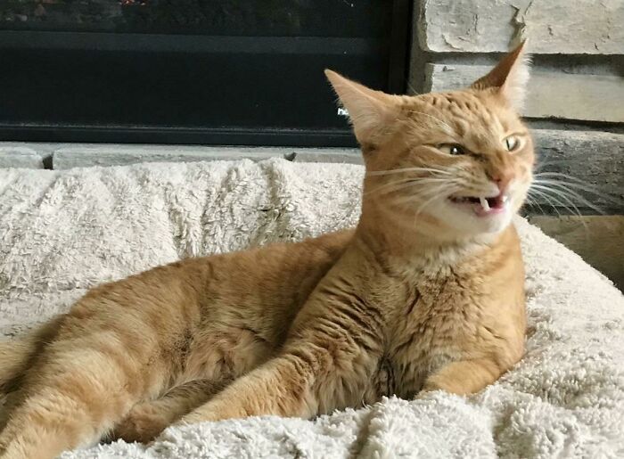 Thor Is Either Getting Ready To Sneeze Or Is Thinking Devious Thoughts